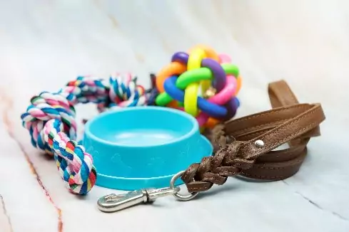 An assortment of pet supplies on a white background